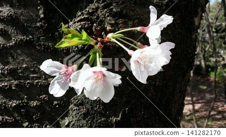 A close-up of the cherry tree trunk and blossoms, a spring scene that evokes a sense of vitality. A close-up of the cherry tree trunk and blossoms, a spring scene that evokes a sense of vitality. 141282170