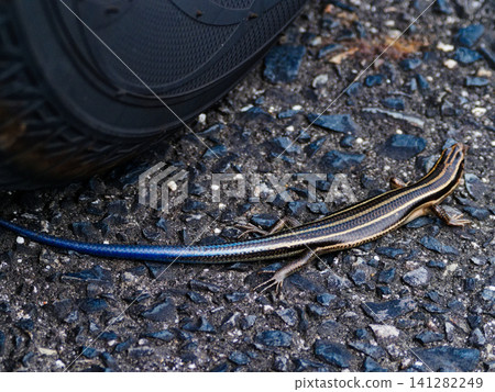 Juvenile lizard bodies 141282249