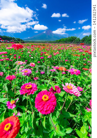 [Mount Fuji Material] Summer Mount Fuji and Zinnias seen from Hana no Miyako Park in Yamanakako Village [Yamanashi Prefecture] 141282341