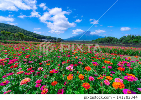 [Mount Fuji Material] Summer Mount Fuji and Zinnias seen from Hana no Miyako Park in Yamanakako Village [Yamanashi Prefecture] 141282344