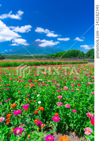 [富士山素材]從山中湖村花之都公園看到的夏季富士山和百日菊【山梨縣】 141282345