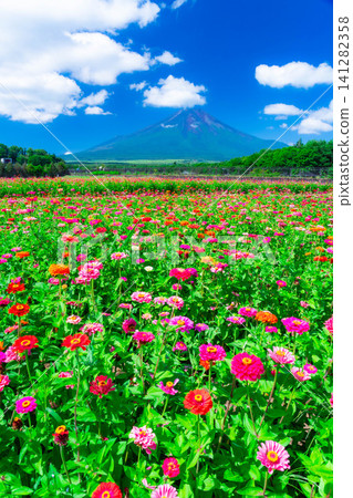 [Mount Fuji Material] Summer Mount Fuji and Zinnias seen from Hana no Miyako Park in Yamanakako Village [Yamanashi Prefecture] 141282358