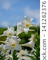 Blue sky and Easter lily 141282376