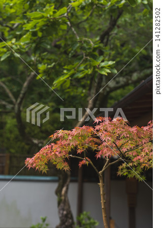 鎌倉報國寺的楓葉開始變色。 鎌倉報國寺的楓葉開始變色。 141282502