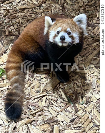 A close-up of a red panda: A cute animal portrait. A close-up of a red panda: A cute animal portrait. 141282516