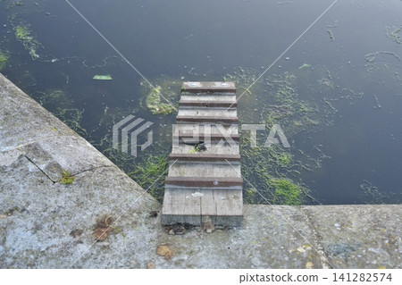 A ladder for ducklings has been installed in the pond at Kensington Gardens. A ladder for ducklings has been installed in the pond at Kensington Gardens. 141282574