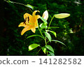 Yellow lily 141282582