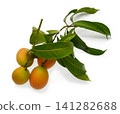 Maprang Fruit (Marian plum, Plum mango) isolated on white background. 141282688