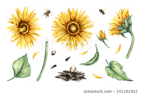Watercolor sunflower heads and seeds clip art set. Yellow flowers blooming buds, bumblebees and leaves, stem, petals. Side view and front view. Hand painted illustration isolated from background. Watercolor sunflower heads and seeds clip art set. Yellow flowers blooming buds, bumblebees and leaves, stem, petals. Side view and front view. Hand painted illustration isolated from background. 141282922