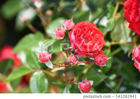 red mini rose red mini rose 141282941
