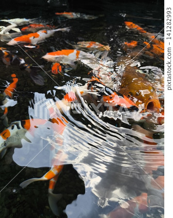 Koi fish swim in murky pond water 141282993