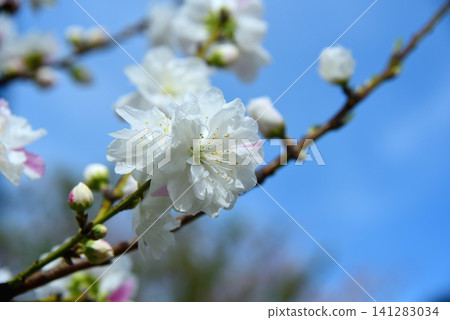 The flowers of the Tategenpei clan stand out against the blue sky. The flowers of the Tategenpei clan stand out against the blue sky. 141283034