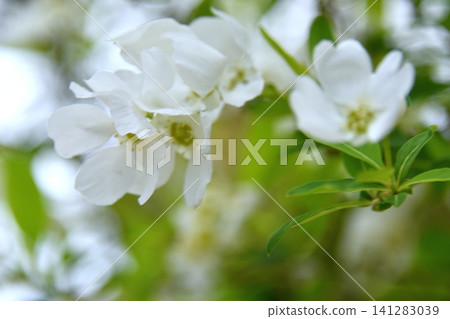 When the white flowers bloom (the white flowers of the Japanese spicebush) When the white flowers bloom (the white flowers of the Japanese spicebush) 141283039