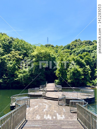 A floating bridge adorned with water lilies over Onshi Pond, amidst fresh greenery and a clear blue sky. (Okazaki Central General Park/Okazaki City, Aichi Prefecture) A floating bridge adorned with water lilies over Onshi Pond, amidst fresh greenery and a clear blue sky. (Okazaki Central General Park/Okazaki City, Aichi Prefecture) 141283053