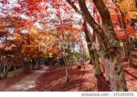 Izu City Shuzenji Nature Park Maple Forest Maple trees and walking trails Izu City Shuzenji Nature Park Maple Forest Maple trees and walking trails 141283056