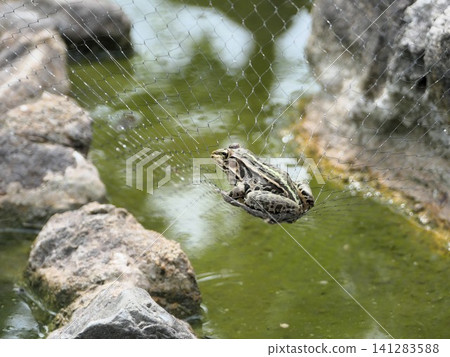 July: The Japanese pond frog and its friends 7 July: The Japanese pond frog and its friends 7 141283588