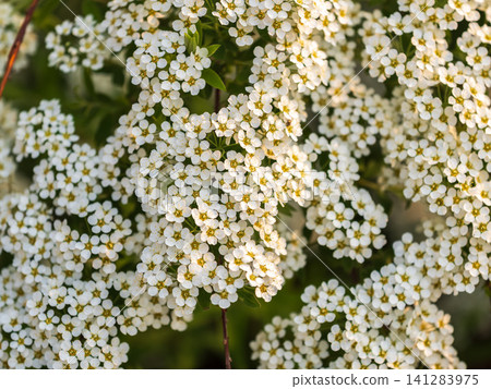 Beautiful white flowers Spirea aguta or Brides wreath. 141283975