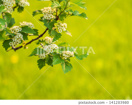 Flowering hawthorn bushes in Spring. Delicate white flowers on a branch with juicy green leaves close-up. Flowering hawthorn bushes in Spring. Delicate white flowers on a branch with juicy green leaves close-up. 141283980