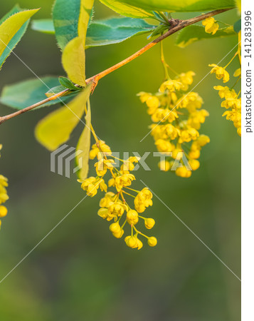 Bush of barberry in the spring with fresh green leaves and small yellow flowers. Branches of bushes with young leaves Bush of barberry in the spring with fresh green leaves and small yellow flowers. Branches of bushes with young leaves 141283996
