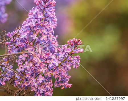 Pink Blooming Lilac Flowers in spring with blured background Pink Blooming Lilac Flowers in spring with blured background 141283997