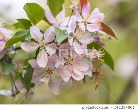 Fresh pink flowers of a blossoming apple tree with blured background Fresh pink flowers of a blossoming apple tree with blured background 141284001