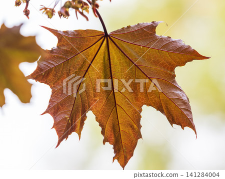 Tree branch with dark red leaves, Acer platanoides, the Norway maple Crimson King. Red Maple acutifoliate Crimson King, young plant with green background. Tree branch with dark red leaves, Acer platanoides, the Norway maple Crimson King. Red Maple acutifoliate Crimson King, young plant with green background. 141284004