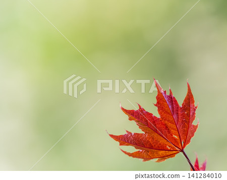 Tree branch with dark red leaves, Acer platanoides, the Norway maple Crimson King. Red Maple acutifoliate Crimson King, young plant with green background. Tree branch with dark red leaves, Acer platanoides, the Norway maple Crimson King. Red Maple acutifoliate Crimson King, young plant with green background. 141284010