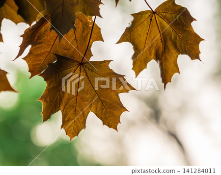 Tree branch with dark red leaves, Acer platanoides, the Norway maple Crimson King. Red Maple acutifoliate Crimson King, young plant with green background. Tree branch with dark red leaves, Acer platanoides, the Norway maple Crimson King. Red Maple acutifoliate Crimson King, young plant with green background. 141284011