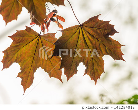 Tree branch with dark red leaves, Acer platanoides, the Norway maple Crimson King. Red Maple acutifoliate Crimson King, young plant with green background. Tree branch with dark red leaves, Acer platanoides, the Norway maple Crimson King. Red Maple acutifoliate Crimson King, young plant with green background. 141284012