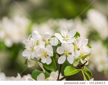 White blossoming apple trees in the sunset light. Spring season, spring colors. White blossoming apple trees in the sunset light. Spring season, spring colors. 141284013