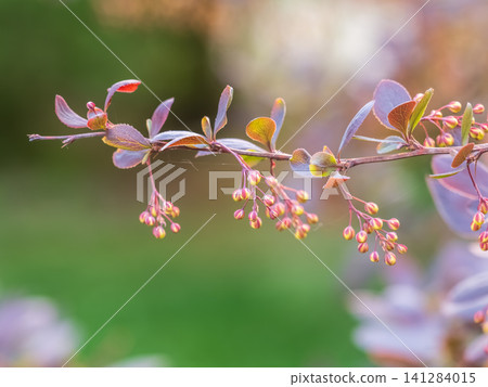 Bush of barberry in the spring with dark red leaves and small flowers. Branches of bushes with young red-orange leaves Bush of barberry in the spring with dark red leaves and small flowers. Branches of bushes with young red-orange leaves 141284015