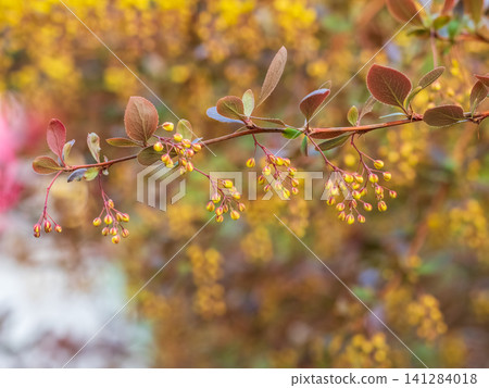 Bush of barberry in the spring with dark red leaves and small flowers. Branches of bushes with young red-orange leaves 141284018