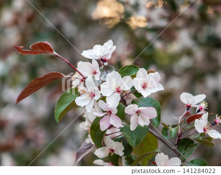 Fresh pink flowers of a blossoming apple tree with blured background Fresh pink flowers of a blossoming apple tree with blured background 141284022