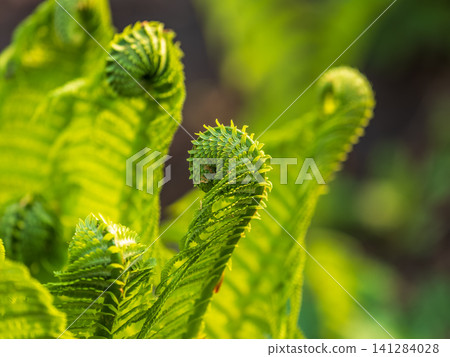 Natural green young ostrich fern or shuttlecock fern Natural green young ostrich fern or shuttlecock fern 141284028
