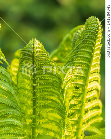 Natural green young ostrich fern or shuttlecock fern Natural green young ostrich fern or shuttlecock fern 141284045