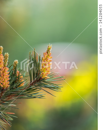 Green small pine trees with fresh shoots in spring or summer 141284055