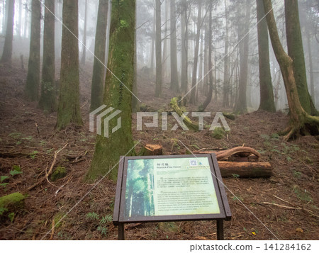 阿里山國家森林遊樂區及山區步道 阿里山國家森林遊樂區及山區步道 141284162