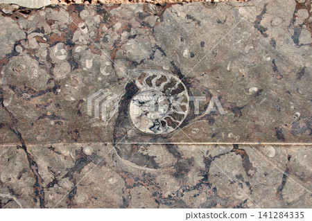 Ancient marine fossils embedded in the rock of the Merzouga Desert in southern Morocco Ancient marine fossils embedded in the rock of the Merzouga Desert in southern Morocco 141284335