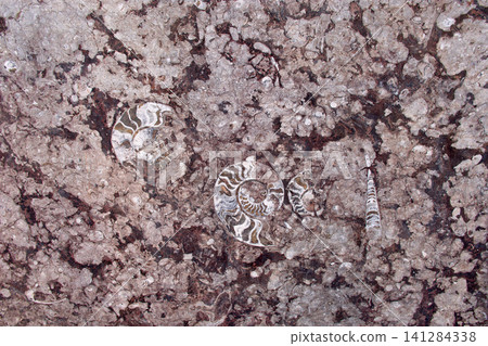 Ancient marine fossils embedded in the rock of the Merzouga Desert in southern Morocco Ancient marine fossils embedded in the rock of the Merzouga Desert in southern Morocco 141284338