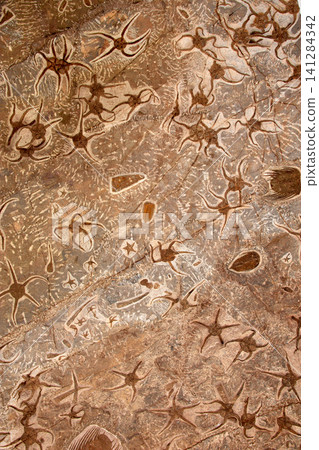 Ancient marine fossils embedded in the rock of the Merzouga Desert in southern Morocco Ancient marine fossils embedded in the rock of the Merzouga Desert in southern Morocco 141284342