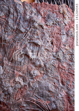 Ancient marine fossils embedded in the rock of the Merzouga Desert in southern Morocco Ancient marine fossils embedded in the rock of the Merzouga Desert in southern Morocco 141284343