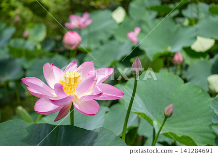 美麗的粉紅色蓮花在夏季盛開 141284691