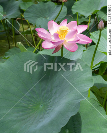 蓮花在綠葉間盛開 蓮花在綠葉間盛開 141284693