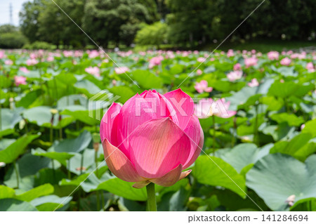 夏日池塘裡盛開的蓮花和綠葉 141284694