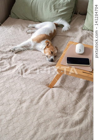Dog sleeping on bed next to wooden lap desk with smartphone and computer mouse. Dog sleeping on bed next to wooden lap desk with smartphone and computer mouse. 141284704
