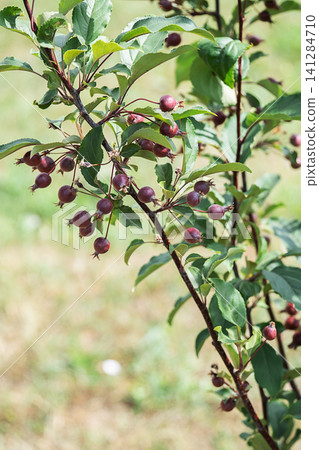 Small dark red berries growing on a branch of wild apple tree. 141284710