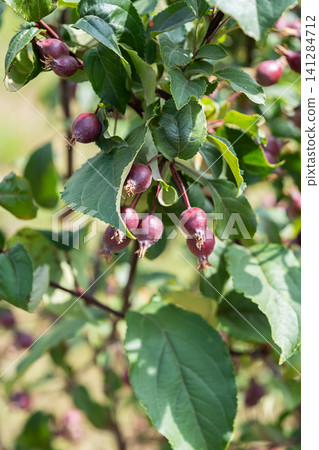 Small purple wild crabapple fruits hanging on tree branch. 141284712