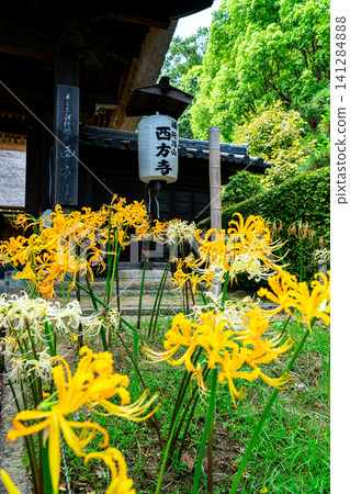 [Kanagawa Prefecture] Beautiful spider lilies blooming at Saihoji Temple in Yokohama City 141284888