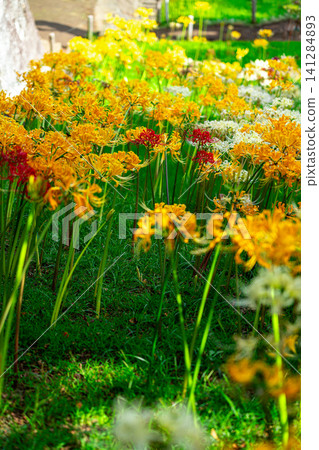 [Kanagawa Prefecture] Beautiful spider lilies blooming at Saihoji Temple in Yokohama City 141284893
