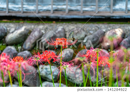 【神奈川縣】橫濱市西芳寺盛開的美麗彼岸花 【神奈川縣】橫濱市西芳寺盛開的美麗彼岸花 141284922